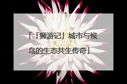 「狮游记」城市与候鸟的生态共生传奇