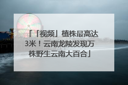 「视频」植株最高达3米！云南龙陵发现万株野生云南大百合
