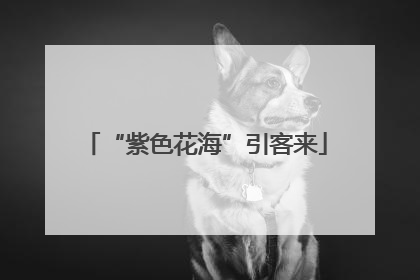 “紫色花海”引客来