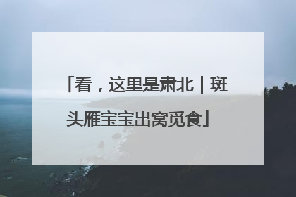 看，这里是肃北｜斑头雁宝宝出窝觅食