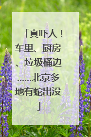 真吓人！车里、厨房、垃圾桶边……北京多地有蛇出没