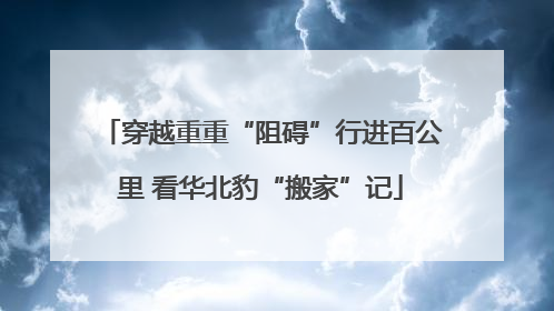 穿越重重“阻碍”行进百公里 看华北豹“搬家”记