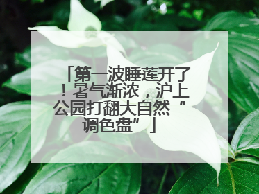 第一波睡莲开了！暑气渐浓，沪上公园打翻大自然“调色盘”