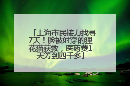 上海市民接力找寻7天！脸被射穿的狸花猫获救，医药费1天筹到四千多