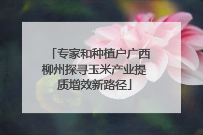 专家和种植户广西柳州探寻玉米产业提质增效新路径