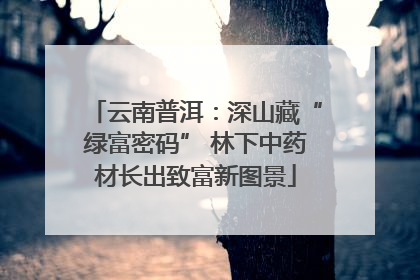 云南普洱：深山藏“绿富密码” 林下中药材长出致富新图景