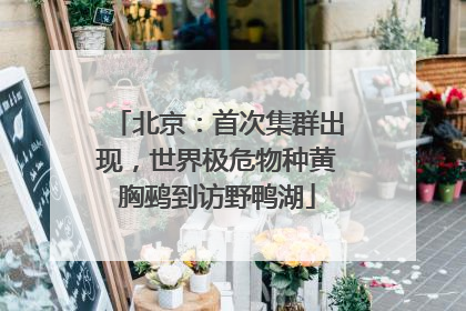 北京：首次集群出现，世界极危物种黄胸鹀到访野鸭湖
