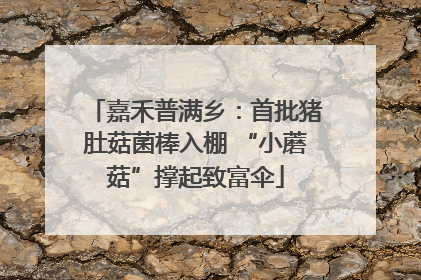 嘉禾普满乡：首批猪肚菇菌棒入棚 “小蘑菇”撑起致富伞