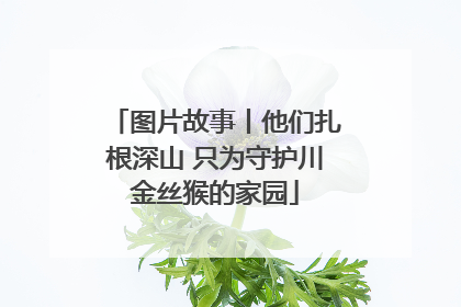 图片故事丨他们扎根深山 只为守护川金丝猴的家园