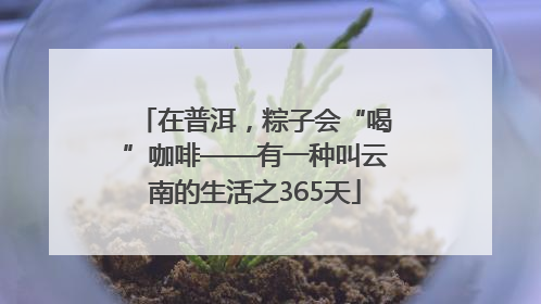 在普洱，粽子会“喝”咖啡——有一种叫云南的生活之365天