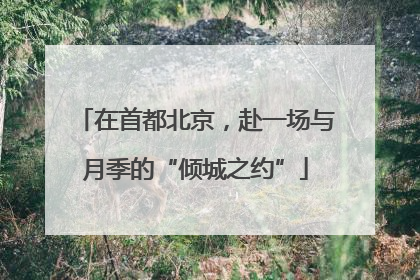 在首都北京，赴一场与月季的“倾城之约”