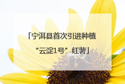 宁洱县首次引进种植“云淀1号”红薯