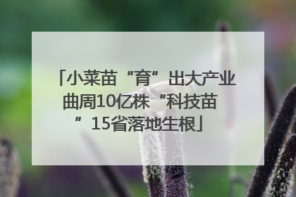小菜苗“育”出大产业 曲周10亿株“科技苗”15省落地生根