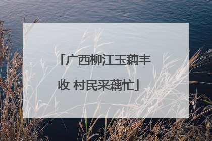 广西柳江玉藕丰收 村民采藕忙