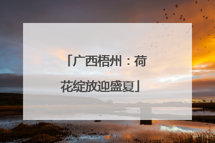 广西梧州：荷花绽放迎盛夏