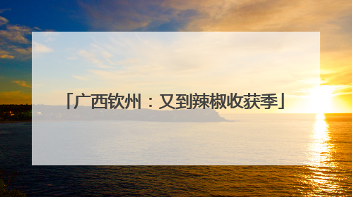 广西钦州：又到辣椒收获季