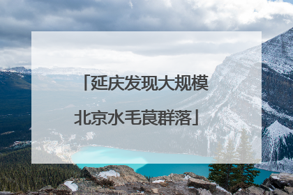 延庆发现大规模北京水毛茛群落