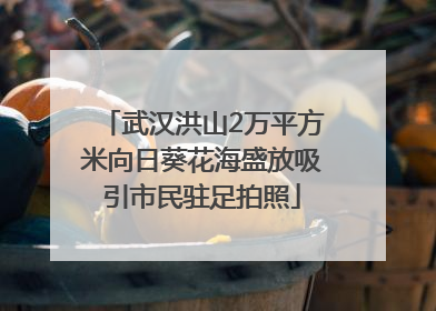 武汉洪山2万平方米向日葵花海盛放吸引市民驻足拍照