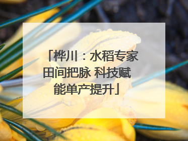 桦川：水稻专家田间把脉 科技赋能单产提升
