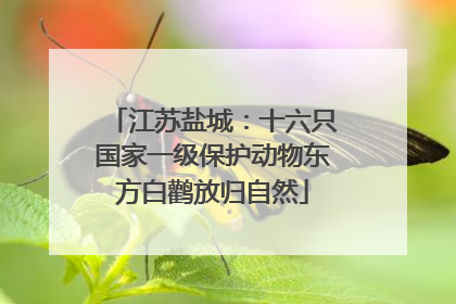 江苏盐城：十六只国家一级保护动物东方白鹳放归自然
