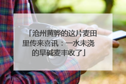 沧州黄骅的这片麦田里传来喜讯：一水未浇的旱碱麦丰收了