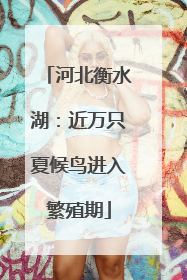 河北衡水湖：近万只夏候鸟进入繁殖期