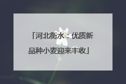 河北衡水：优质新品种小麦迎来丰收