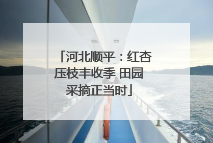 河北顺平：红杏压枝丰收季 田园采摘正当时