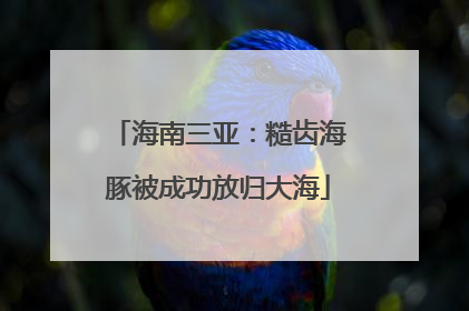 海南三亚：糙齿海豚被成功放归大海