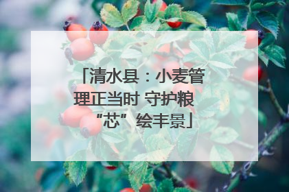 清水县：小麦管理正当时 守护粮“芯”绘丰景