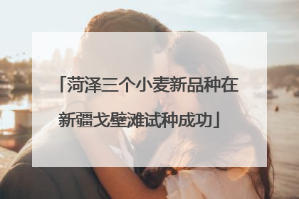 菏泽三个小麦新品种在新疆戈壁滩试种成功