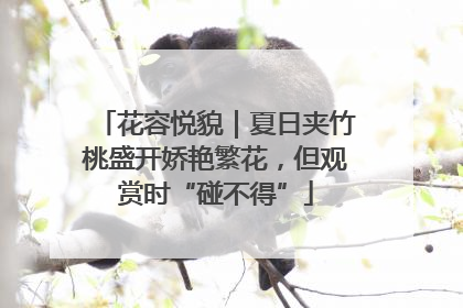 花容悦貌｜夏日夹竹桃盛开娇艳繁花，但观赏时“碰不得”