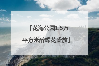 花海公园1.5万平方米醉蝶花盛放