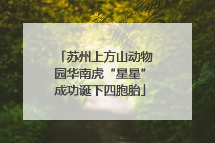 苏州上方山动物园华南虎“星星”成功诞下四胞胎