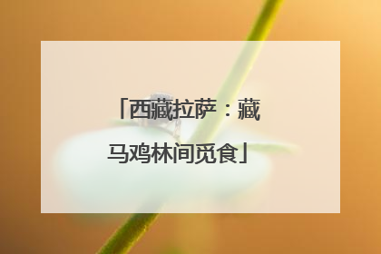 西藏拉萨：藏马鸡林间觅食