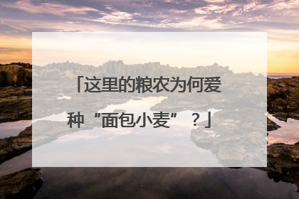 这里的粮农为何爱种“面包小麦”？