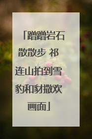 蹭蹭岩石散散步 祁连山拍到雪豹和豺撒欢画面