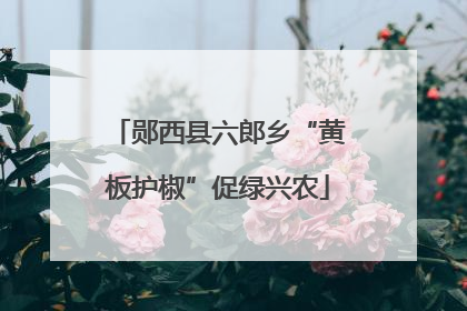 郧西县六郎乡“黄板护椒”促绿兴农