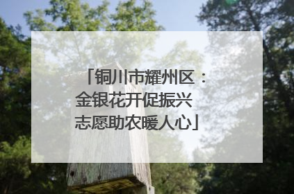铜川市耀州区：金银花开促振兴 志愿助农暖人心