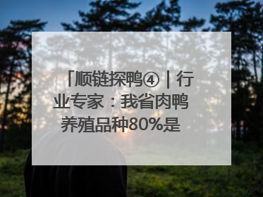 顺链探鸭④｜行业专家：我省肉鸭养殖品种80%是樱桃谷鸭