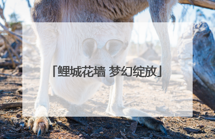 鲤城花墙 梦幻绽放