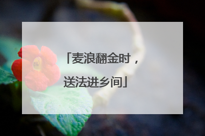 麦浪翻金时，送法进乡间