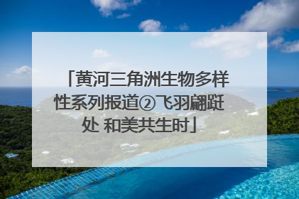 黄河三角洲生物多样性系列报道②飞羽翩跹处 和美共生时