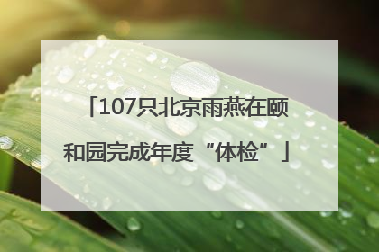 107只北京雨燕在颐和园完成年度“体检”