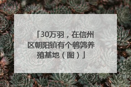 30万羽，在信州区朝阳镇有个鹌鹑养殖基地（图）